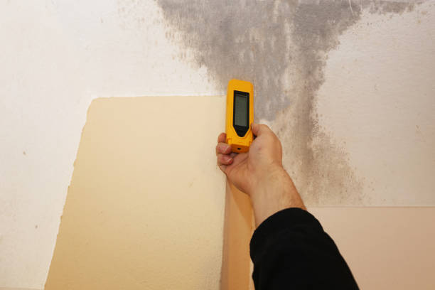 Best Airborne Mold Testing  in Meyers, CA