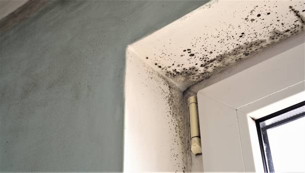 Best Attic Mold Removal  in Meyers, CA