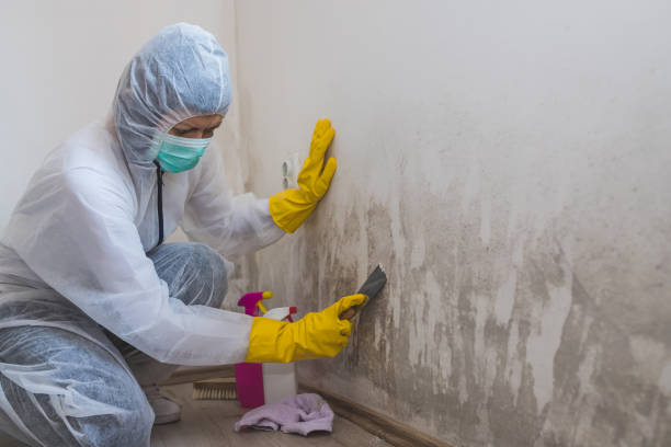 Best Commercial Mold Inspection  in Meyers, CA