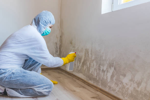 Best Mold Damage Restoration  in Meyers, CA