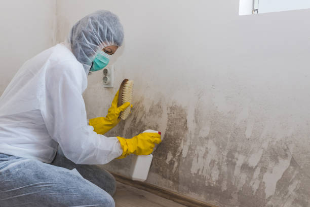 Best Airborne Mold Testing  in Meyers, CA