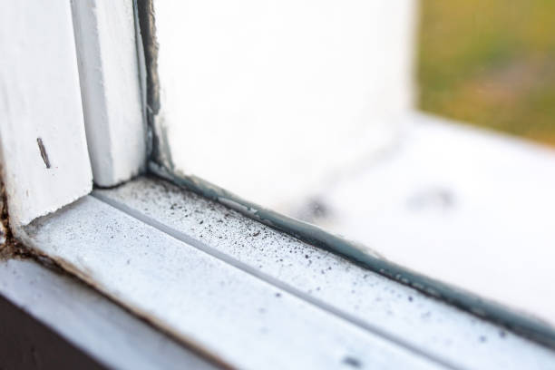 Best Mold Remediation for Vacation Homes  in Meyers, CA