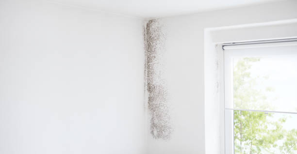 Best Industrial Mold Remediation  in Meyers, CA