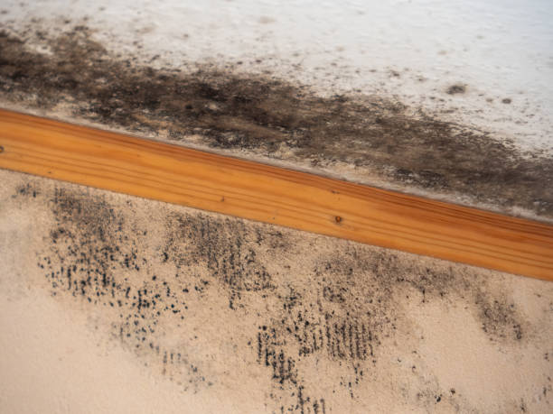 Best Residential Mold Inspection & Testing  in Meyers, CA