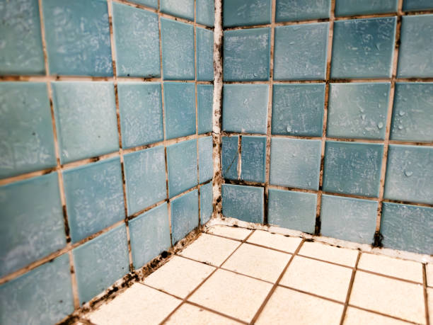  Meyers, CA Mold Removal Pros