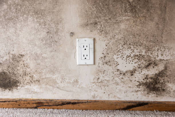 Best Environmental Consulting for Mold Prevention  in Meyers, CA