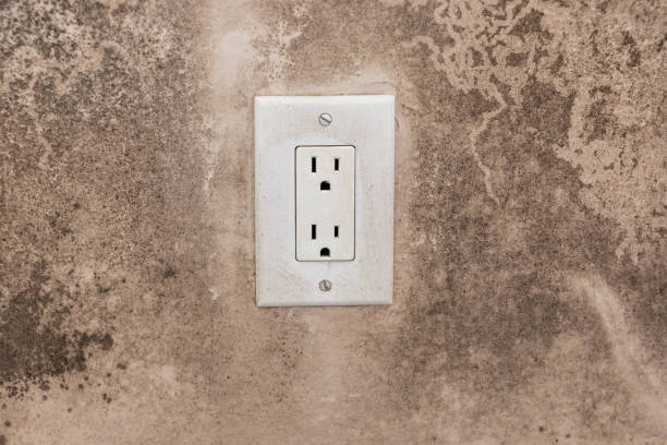 Trusted Meyers, CA Mold Removal Experts